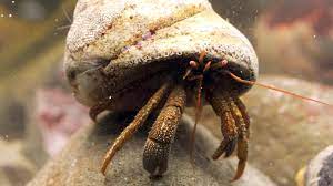 large_12312_Hermit_crab_lrnr.jpeg