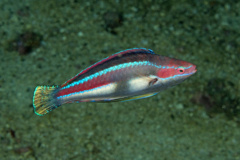 large_12345_Temmincki_Wrasse_LRNR.jpg