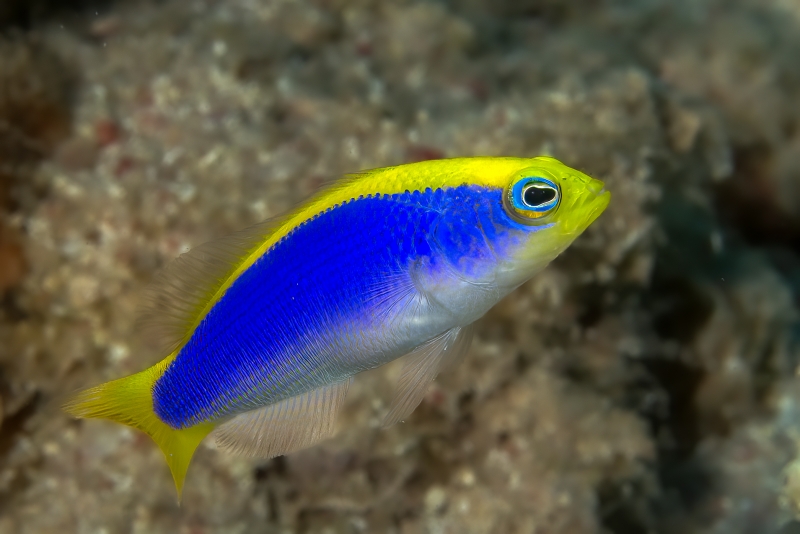large_12348_Sunrise_Dottyback_LRNR.jpg