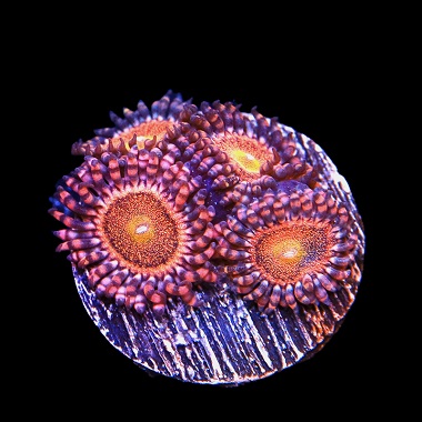 large_12374_mohawk_Zoa_380.jpg