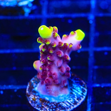 large_12412_Fox_Flame_380.jpg