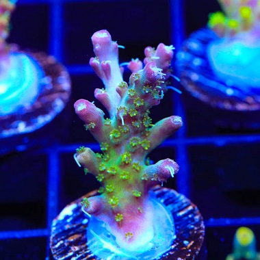 large_12415_A_GRAPE.jpg