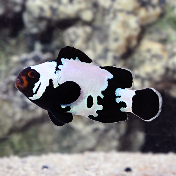 large_12419_PremBlack_snowflake_clownfish.jpg