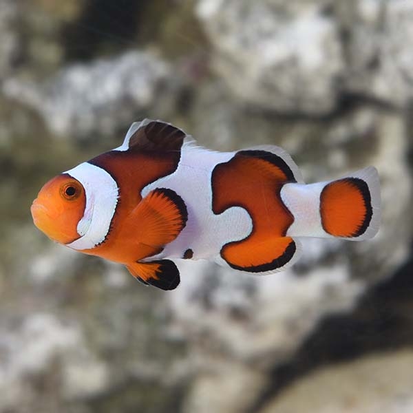 large_12426_Gladiator_davinci_clownfish_LRNR.jpg