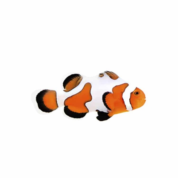large_12429_Extreme_Gladiator_clownfish_LRNR.jpg