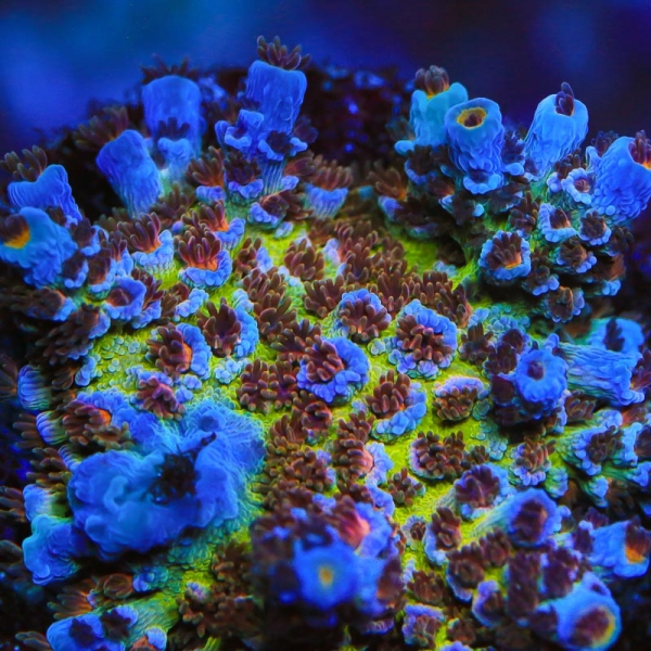 large_12433_BEGAS.jpg