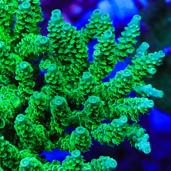 large_12440_DABANGER.jpg
