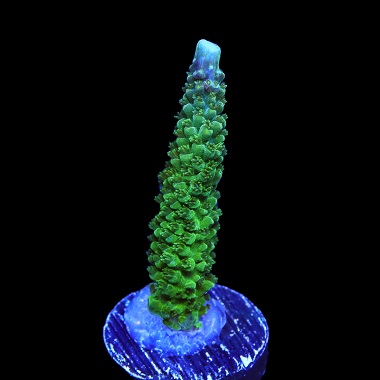 large_12459_Aquamarine_Stag_380.jpg
