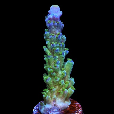 large_12466_Ice_Tort_380.jpg