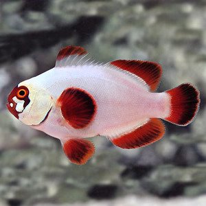 large_12474_Gold_Nugget_Clownfish_LRNR.jpg