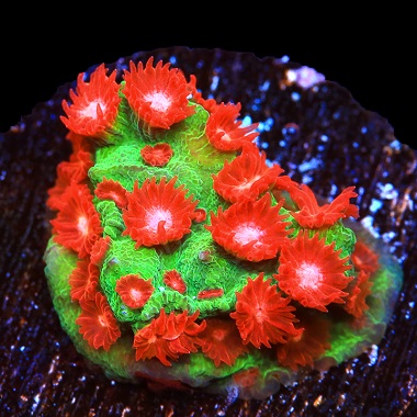 colorful coral frags
