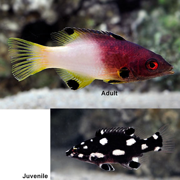 large_12519_Axilspot_Hogfish_LRNR.jpg