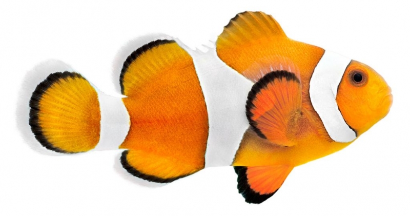 large_12603_Tri_color_Clownfish_LRNR.jpg