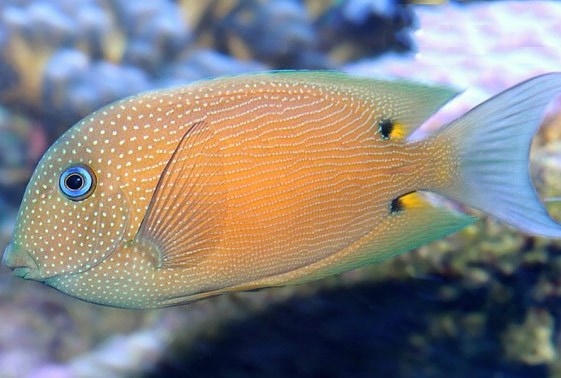 Banana Wrasse