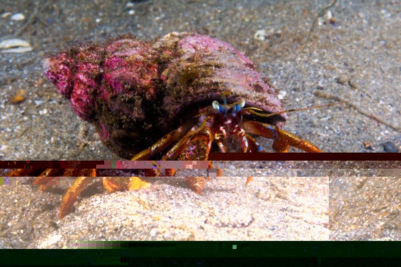 large_12622_Hermit_crab_mix_LRNR.jpg
