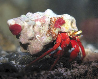 large_12622_large_12967_large_8869_scarlethermit2.jpg