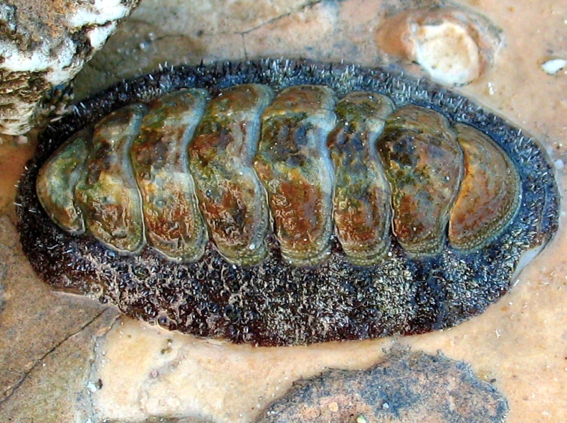 large_12688_chiton3.jpg