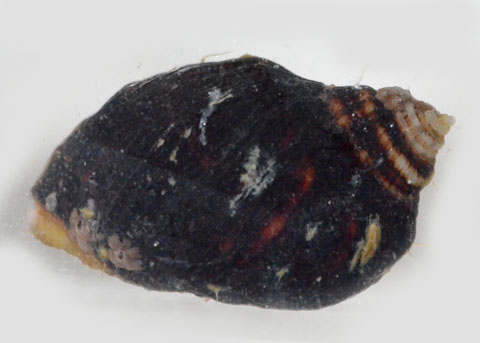 large_12693_Dogwinkle_Snail_LRNR.jpg