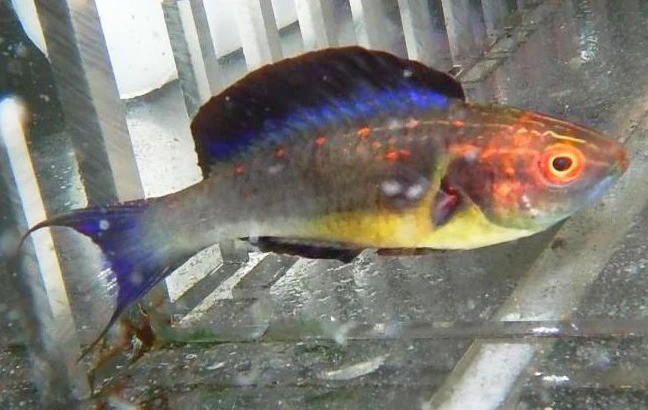 large_12696_Brunneus_fairy_wrasse_LRNR.jpg