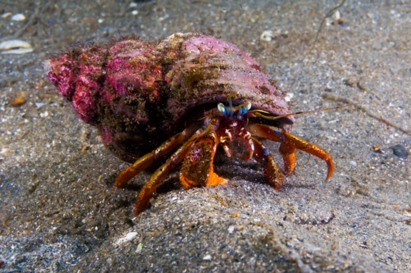 large_12700_large_12622_Hermit_crab_mix_LRNR.jpg