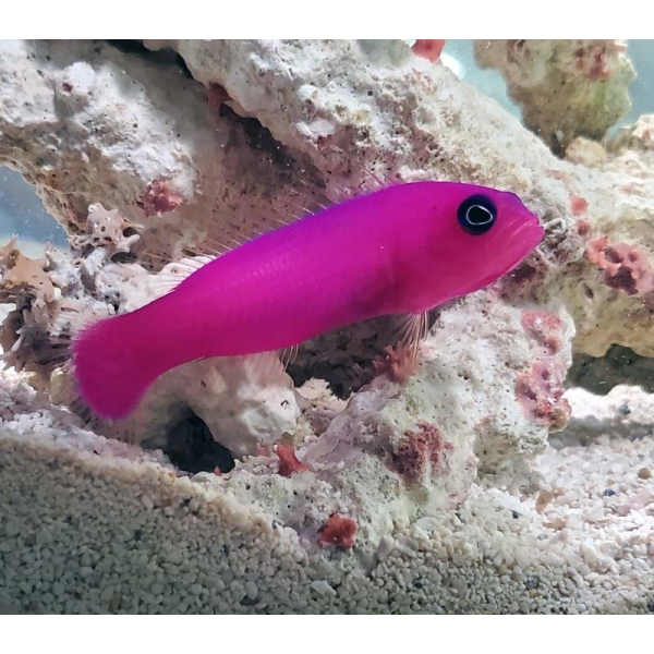 large_12730_Purple_dottyback_LRNR.jpg