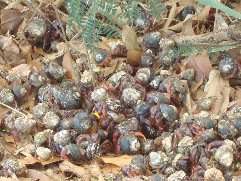 large_12748_hermit_crab_mix.JPG