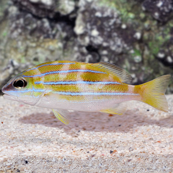 large_12751_Bluestripe_snapperlrnr.jpg