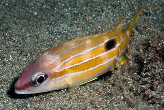 large_12751_blueline-snapper-lutjanus-quinquelineatus-LRNR1.jpg