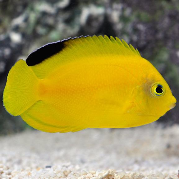 large_12761_lg37533YellowBlackHeraldiAngelfishLRNR.jpg
