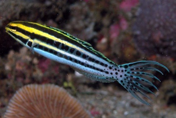 large_12766_striped-blenny-meiacanthus-grammistes-LRNR1.jpg