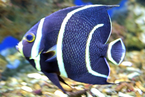 large_12771_gray-black-angelfish-pomacanthus-arcuatus-1LRNR.jpg