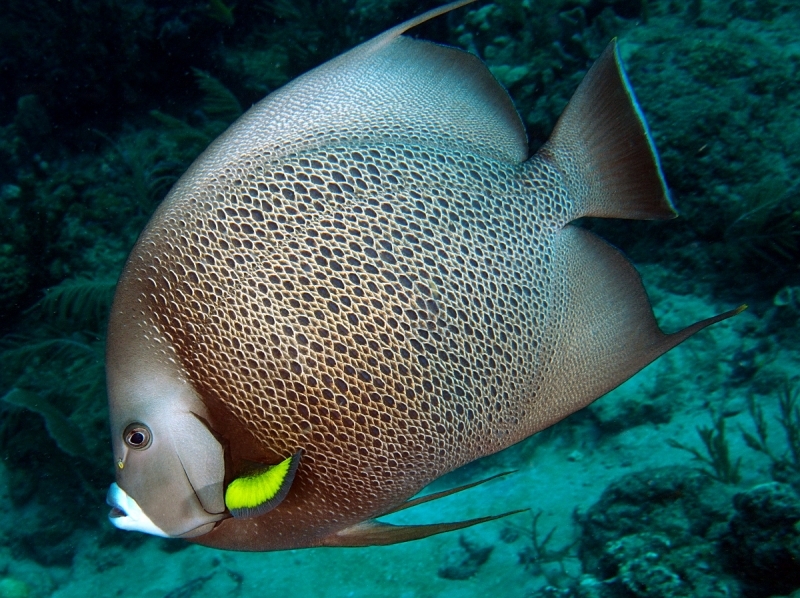 large_12771_large_10243_Black_gray_angelfish.jpg