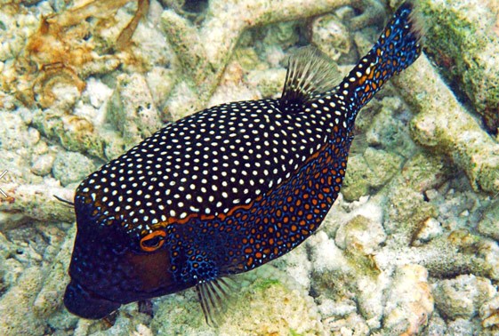 large_12772_boxfish-ostracion-meleagris-LRNR1.jpg