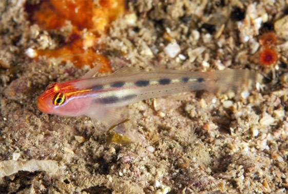large_12776_red-head-goby-elacatinus-puncticulatus-LRNR1.jpg