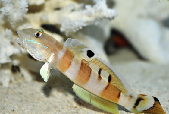 large_12777_tiger-watchman-goby-valenciennea-wardii-LRNR1.jpg