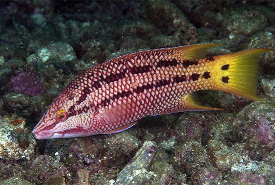 large_12778_costa-rica-hogfish-bodianus-diplotaenia-LRNR1.jpg