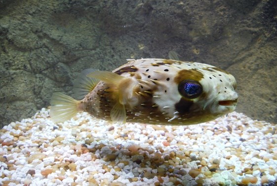 large_12783_porcupine-puffer-diodon-holocanthus-2.jpg