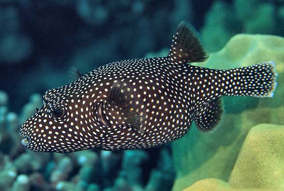 large_12784_sapo-puffer-arothron-meleagris-LRNR1.jpg