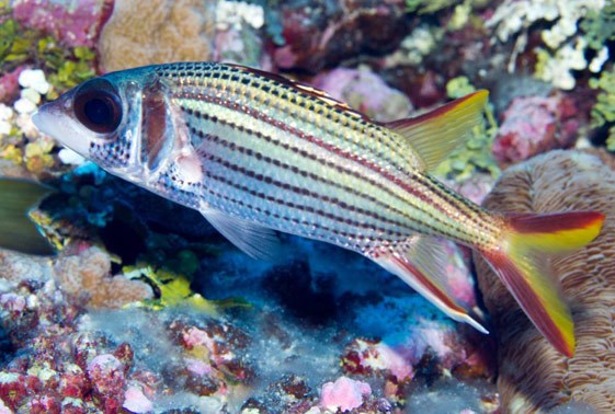 large_12788_metallic-squirrelfish-neoniphon-sammara-LRNR1.jpg