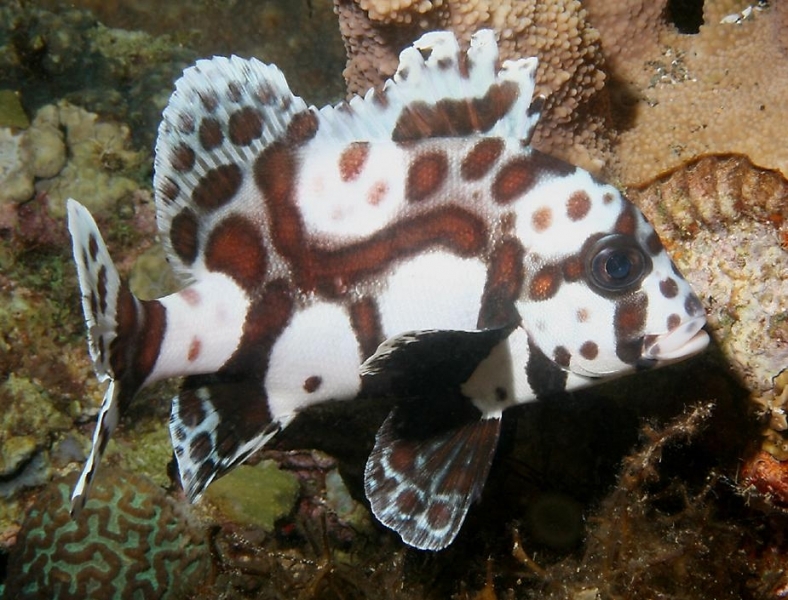 large_12789_large_10192_spotted-sweetlips.jpg