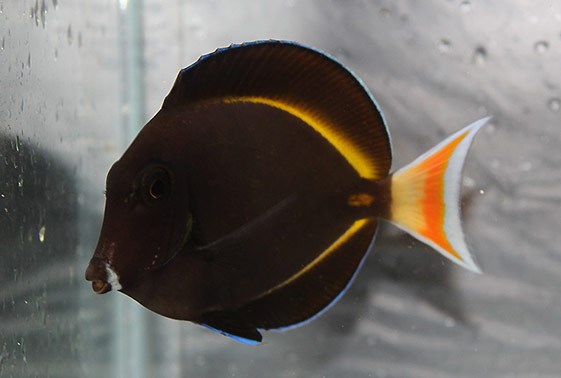 large_12791_achilles-tang-hybrid-acanthurus-glaucopareius-LRNR1.jpg
