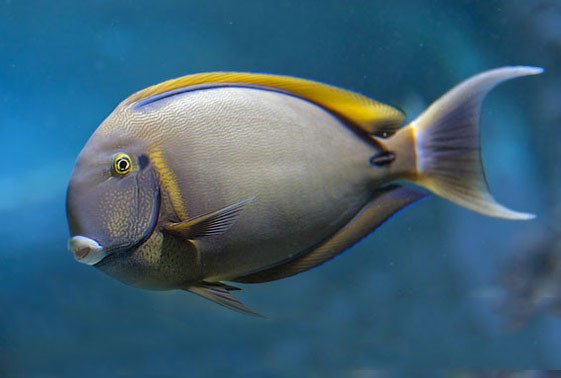 large_12792_bariene-tang-acanthurus-bariene-LRNR1.jpg