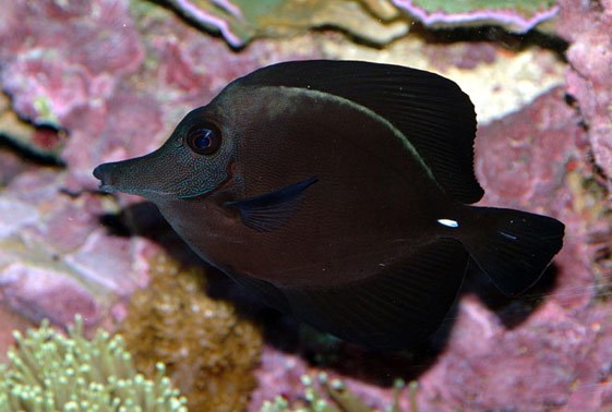 large_12794_black-tang-zebrasoma-rostratum-LRNR1.jpg