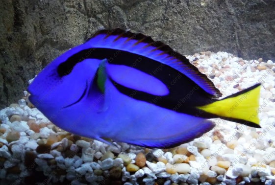 blue tang