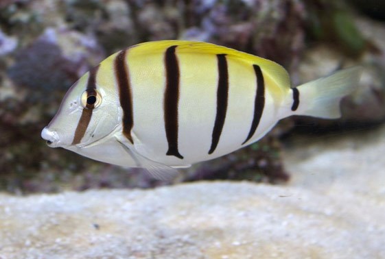 large_12798_convict-tang-acanthurus-triostegus-LRNR1.jpg