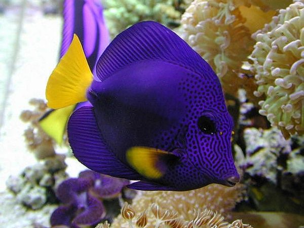 large_12802_purple-tang.jpg