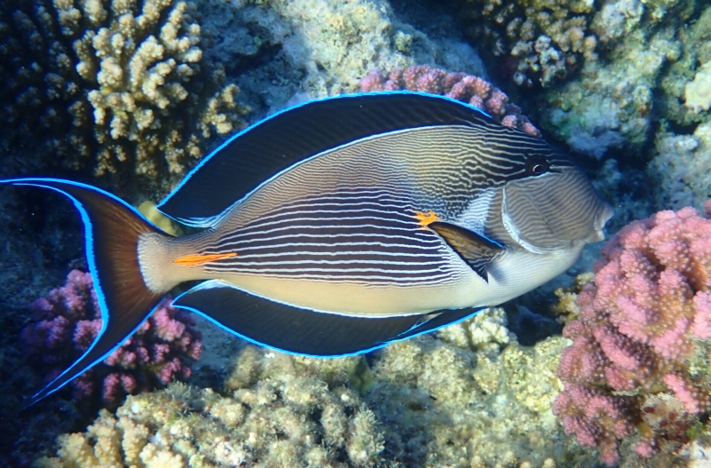 large_12804_Red_Sea_Sohal_Tang_LRNR.jpg