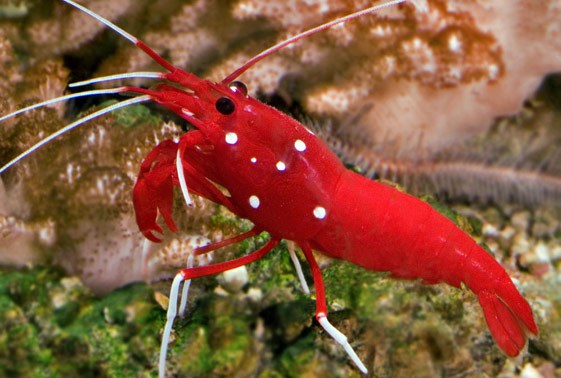 fire shrimp