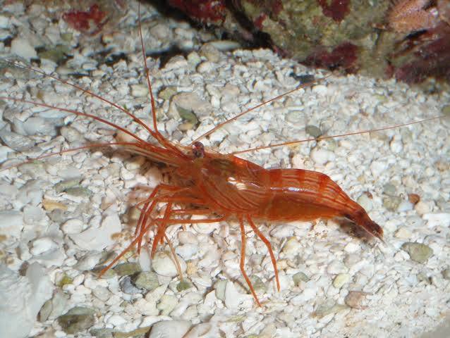 large_12813_Peppermint_Shrimp_LRNR.jpeg