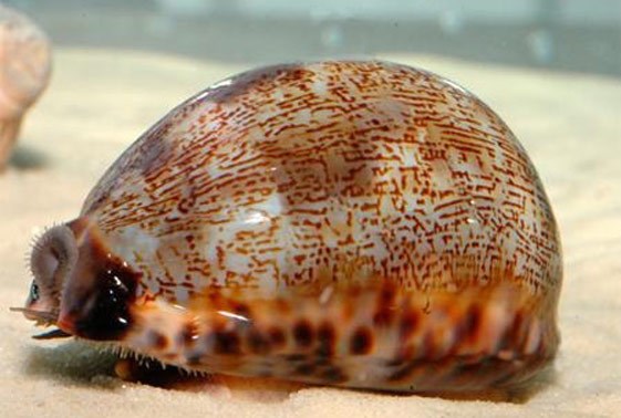 large_12815_cowrie-cypraea-sp-LRNR1.jpg